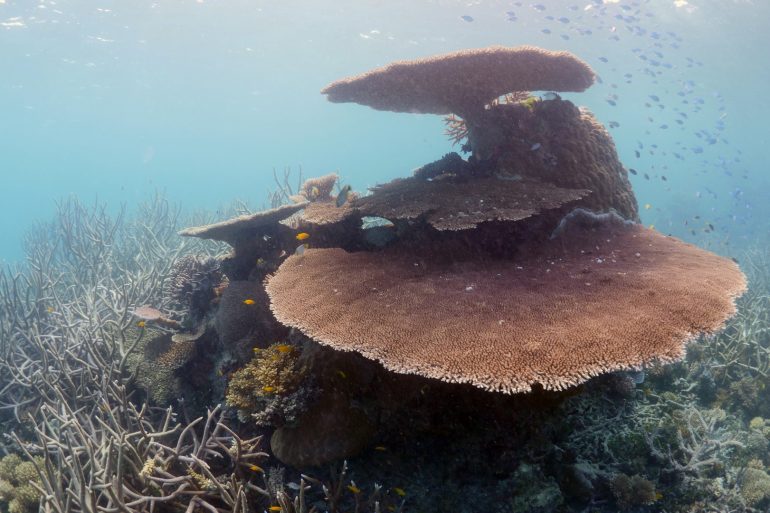Saving Atlantis (2019) - The beauty of coral.